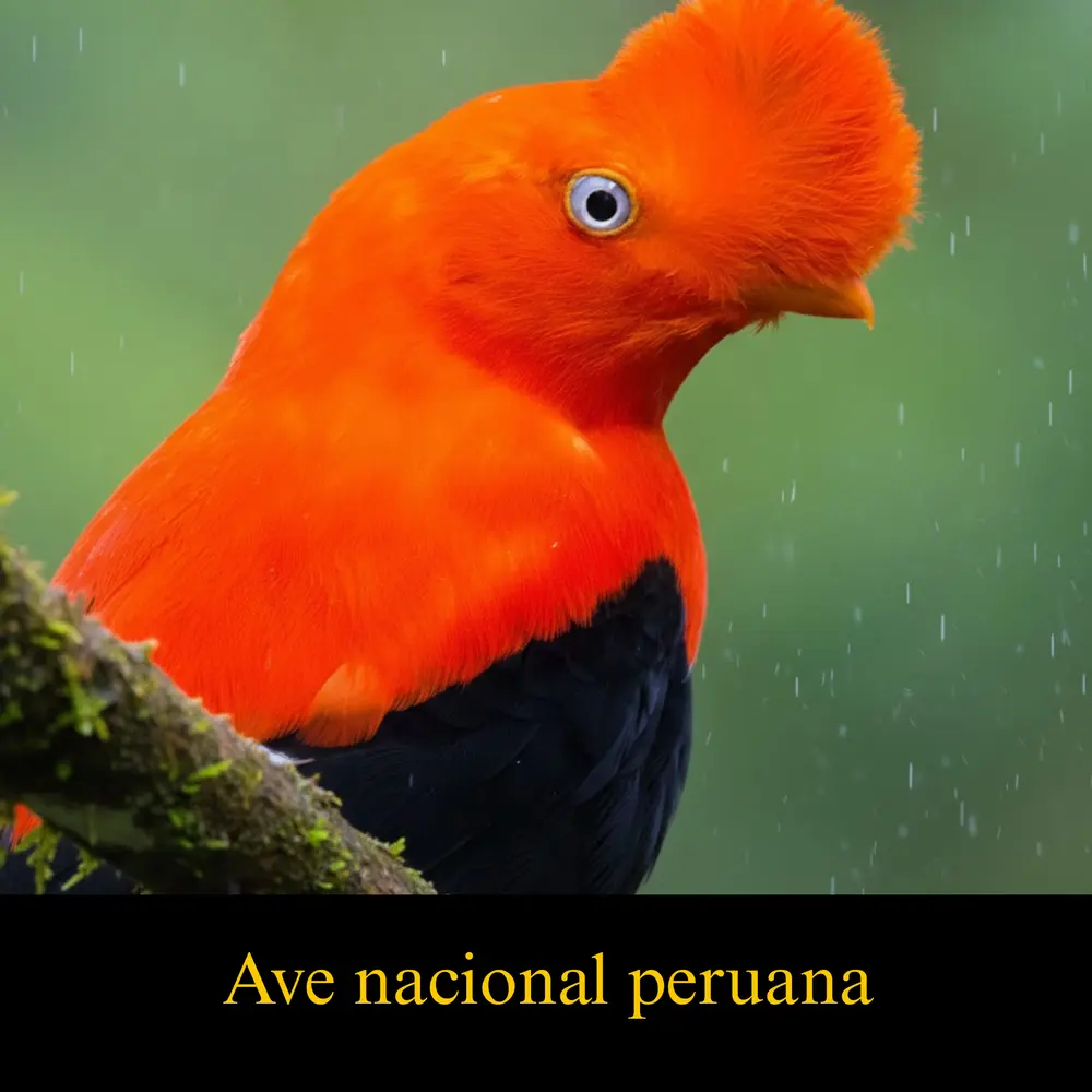Animales del Perú
